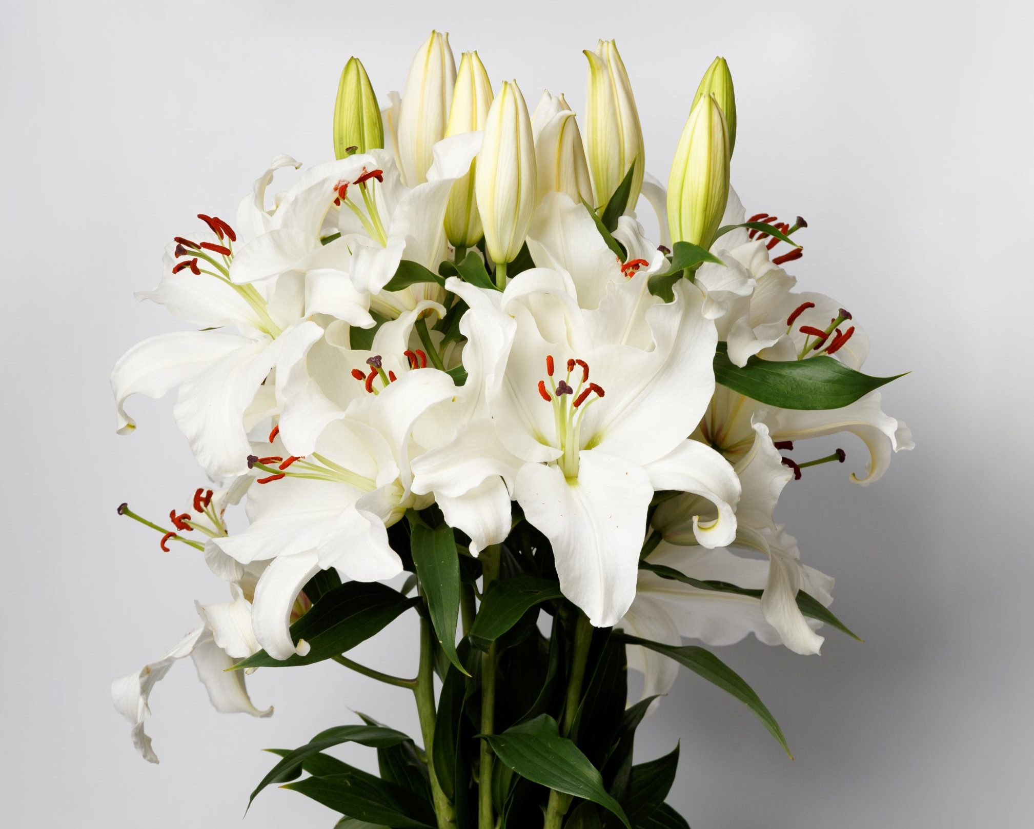Bouquet of blooming white lilies in a glass vase on a white background. White lilies in a vase isolated